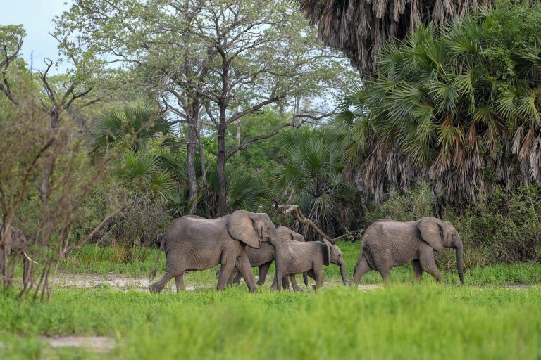 7-Day Nyerere & Ruaha Explorer